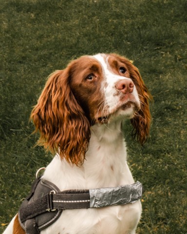 📰 Read about how our officers partnered up with @ConsumerDogs Boo🐕‍🦺and Rosie🐕to remove illegal tobacco products from local high street premises recently 👇 fife.gov.uk/news/2024/dete…