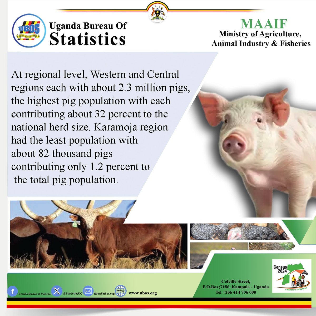 Western and Central regions have had the highest share of pig population according to the 2021 National Livestock Report. #UGlivestockcensus2021