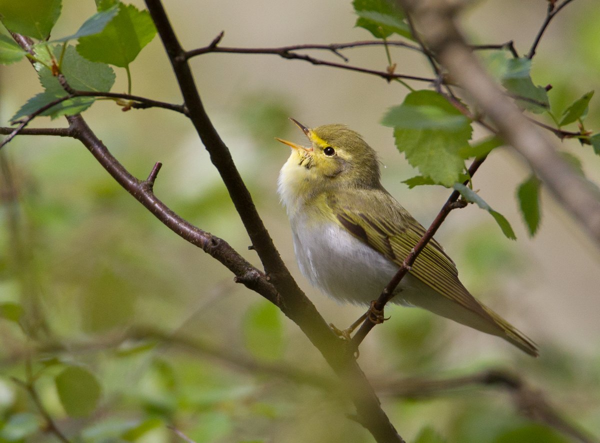 Would you like to improve your ID skills for bird songs and calls this spring? For the first time, BTO Cymru are running a 'Refresher' training course, focusing on gearing you up for the dawn chorus, and to be ready to take part in our spring surveys! bto.org/cymru-events