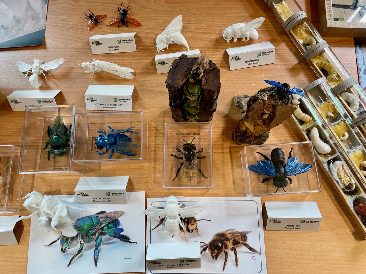 Alle Praxisbeispiele der Jahrestagung 2023 #WissenImWandel des @bemu_berlin sind seit gestern online! Mit dabei die Nachnutzungsszenarien der digitalen Sammlung des @mfnberlin: 
👉berliner-museumsverband.de/praxisbeispiel… 
🐝Brita Bredel 📸Nadja Hannemann / MfN