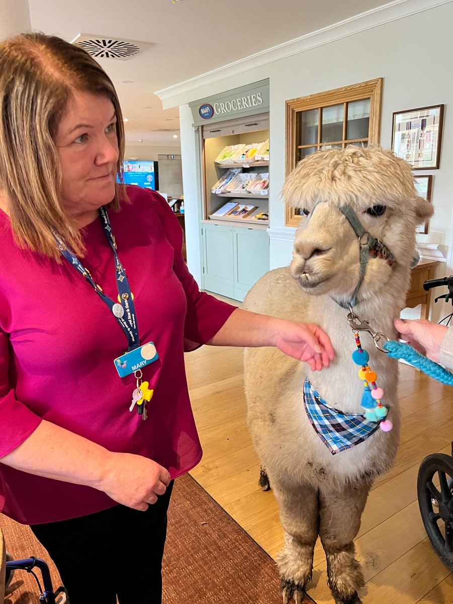 Our #Solihull Home received a visit from a furry friend 🦙 Residents, staff and family all enjoyed meeting and petting Prancer the alpaca.