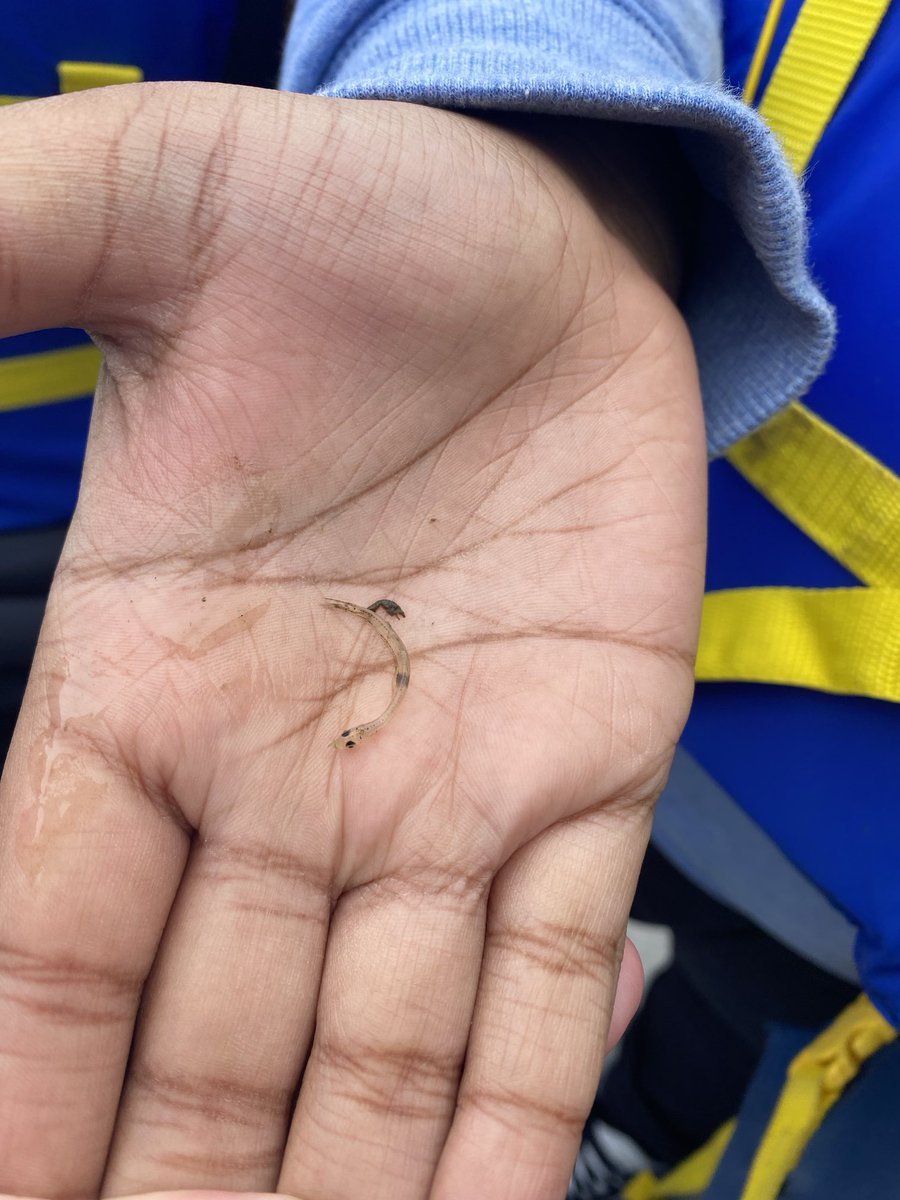 marietculver's tweet image. Observing living organisms ⁦@chesapeakebay⁩ ⁦@SeatackDream⁩ ⁦@vbschools⁩ #5thGrade 🦀🐠🐟💦 #FieldExperience