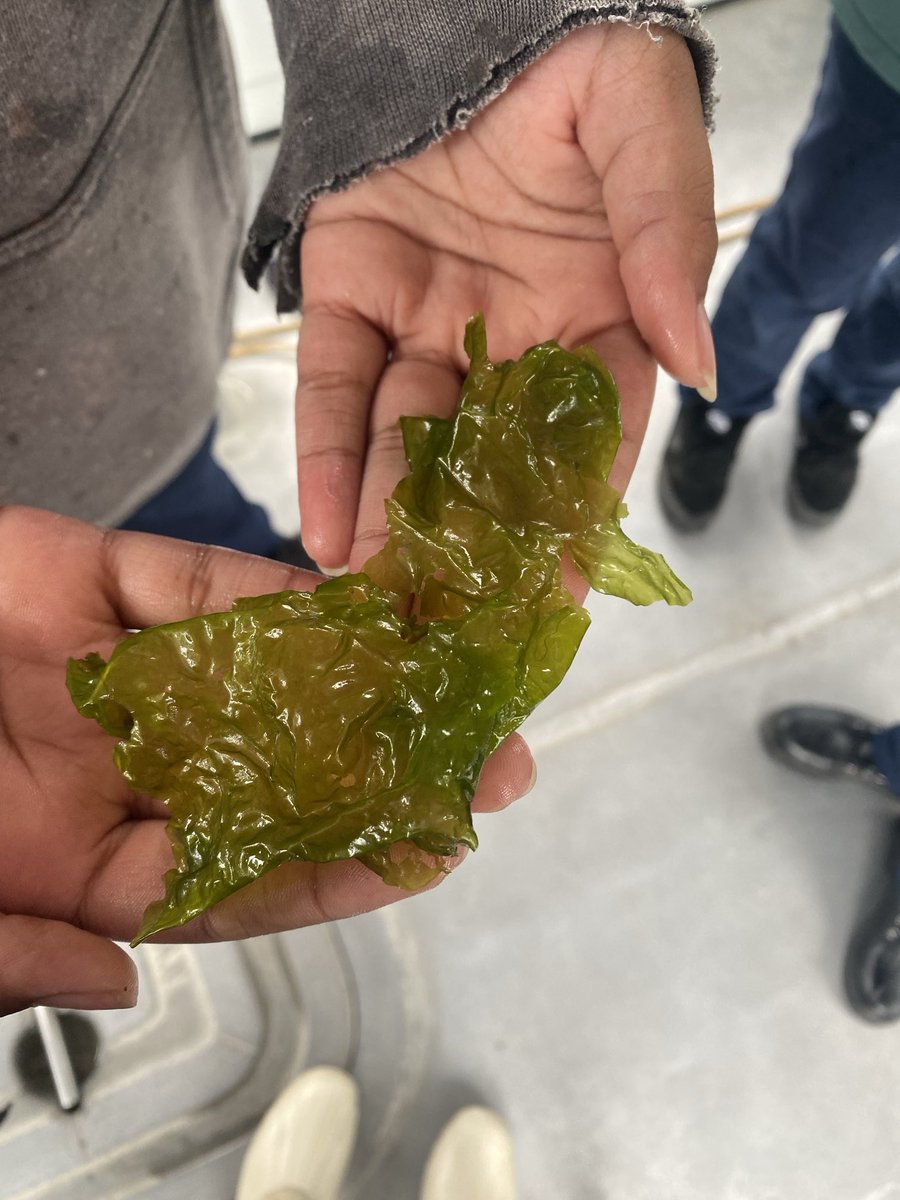 marietculver's tweet image. Observing living organisms ⁦@chesapeakebay⁩ ⁦@SeatackDream⁩ ⁦@vbschools⁩ #5thGrade 🦀🐠🐟💦 #FieldExperience