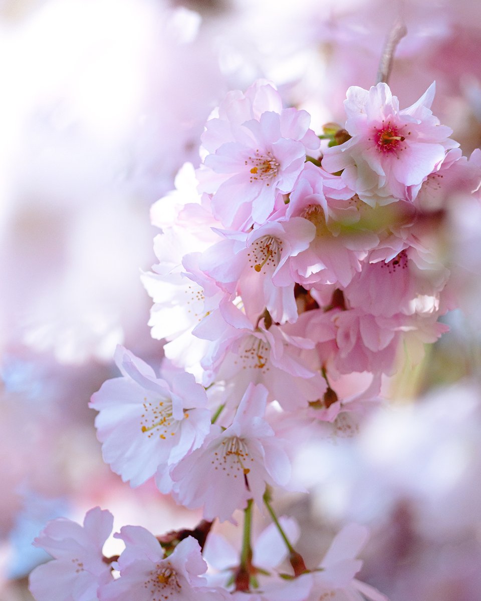 [📷 #photo] 🌸
#photooftheday #CherryBlossoms #photograghy