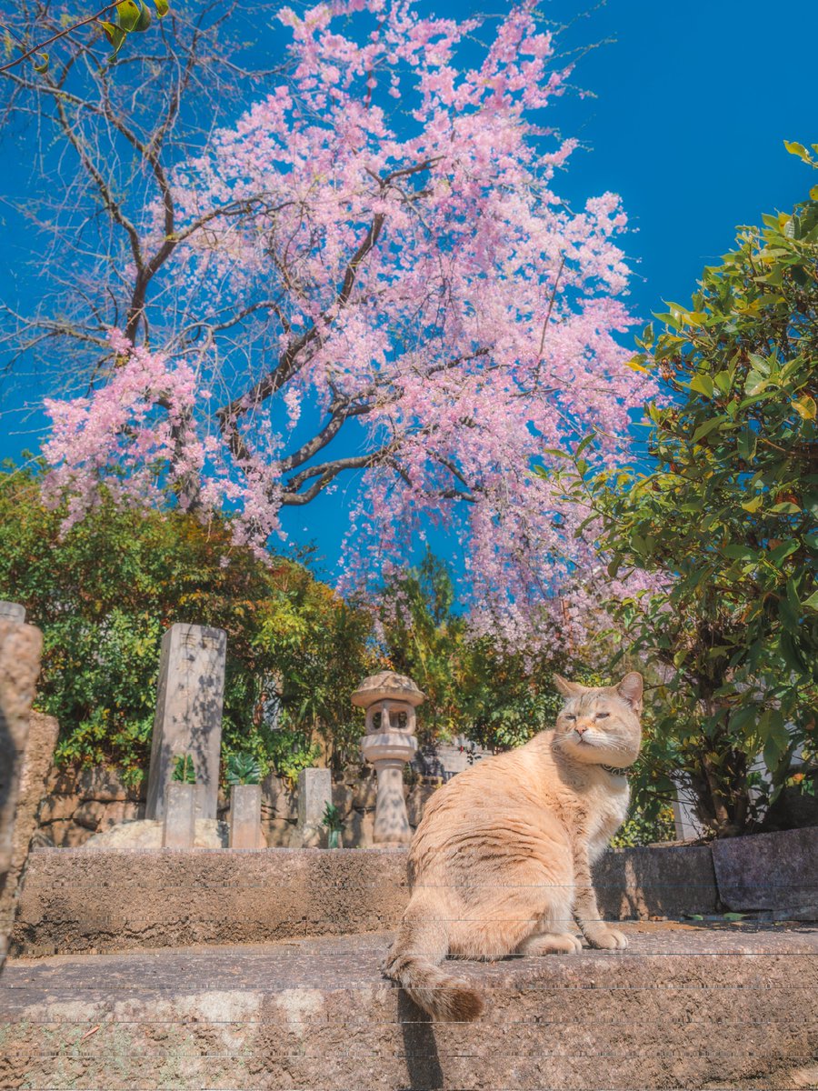 桜守りのような猫に出会った.