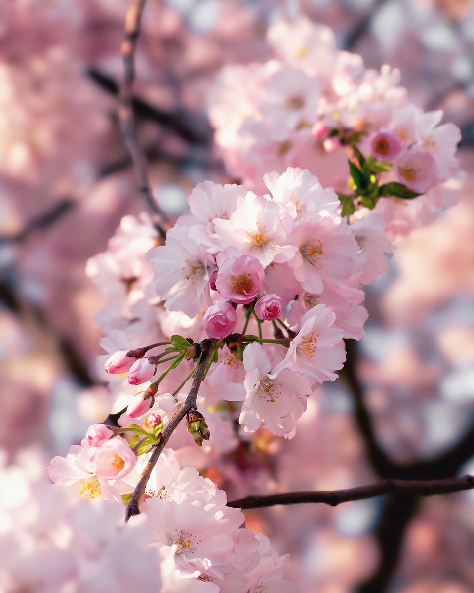 [📷 #photo] Fleur de cerisier 🌸
#photooftheday #CherryBlossoms #photograghy