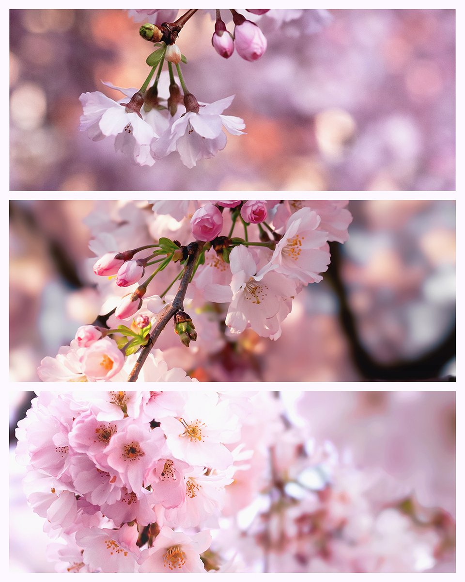 [📷 #photo] Fleur de cerisier 🌸

#photooftheday #CherryBlossoms #photograghy