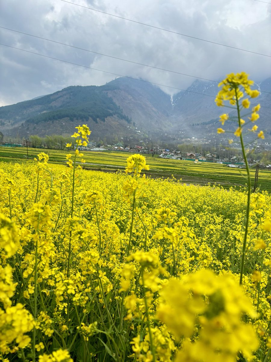 DDLJ vibes… 

#MustardFields #KashmirValley #Spring #2024