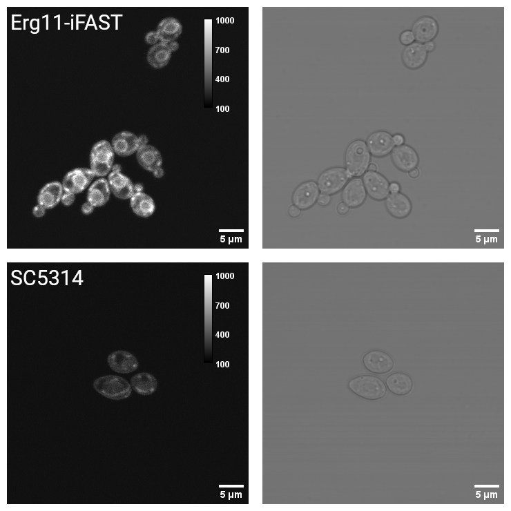 devos_jonas1's tweet photo. With this novel reversible iFAST protein, we localized both Erg11 and Ftr1, while having minimal influence on the growth of the strains. I'm excited to see where our research endeavours take us next. Thanks, @WGenechten and @PatrickDijck  for the guidance and expertise! https://t.co/SdBpMVPMeL