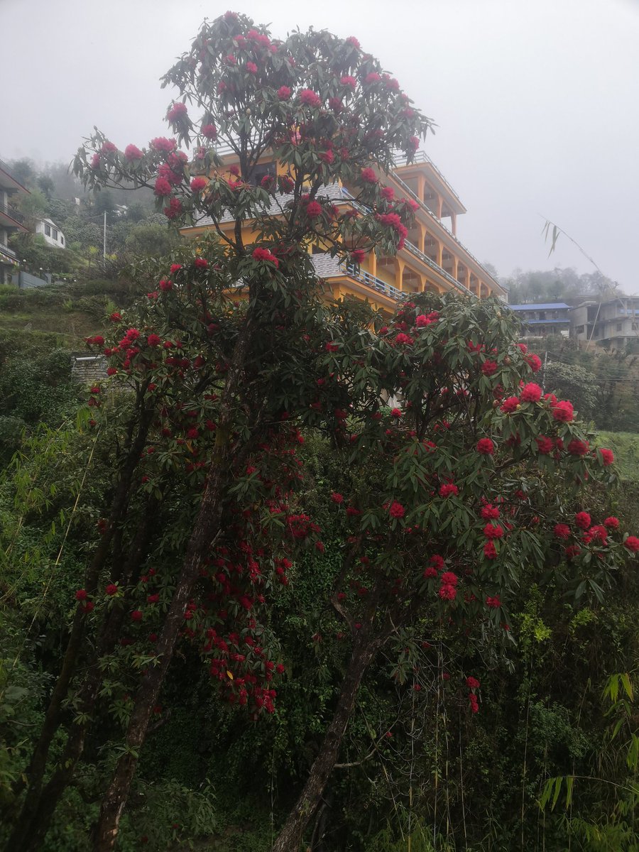 Ram P. Awasthi tweet media