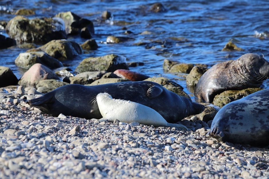 A new blog post has been published on 'managing wildlife in a changing environment: the case of the Baltic grey seal' by Dr Daire Carroll. 🦭 Read more below: buff.ly/4apSfeZ buff.ly/43CGHCh