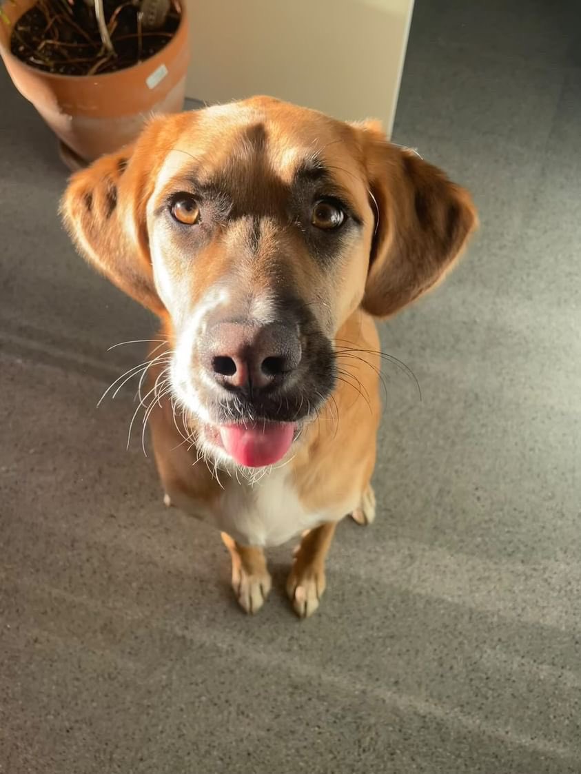 EInfoanonimo's tweet photo. Hola, soy un bebote grande, que fui adoptado hace casi 2 años, soy más bueno que guapo y eso que de guapo soy un rato... me llaman “ninu” a modo cariñoso ya que soy como un muñequito grande.

Estoy intentando ayudar a mi humana y a su hija a encontrar un nuevo hogar donde volver a ser felices. 
Mi humana no lo está pasando nada bien, lucha contra la depresión y junta sus fuerzas cada día para salir adelante, tiene trabajo indefinido y su hija aún va al cole en Barcelona ciudad. 

Hace casi dos años sufrieron un incendio y lo perdieron todo, entonces llegué yo y aunque no llegue en el mejor momento aquí estoy dándoles todo el amor y fuerzas para que puedan ver luz al final del túnel.
Ahora mismo estamos acogidos, pero necesitamos crear nuestro hogar.
Buscamos un piso para los 3, no podemos separarnos. Podemos pagar hasta 600 € al mes, pero ahora mismo no pueden pagar fianzas, honorarios…

Ultimorecursoayuda@gmail.com