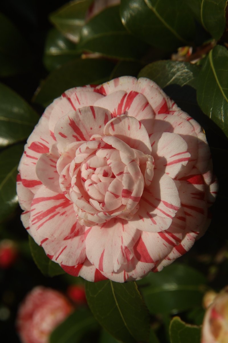 Camellia ☺️