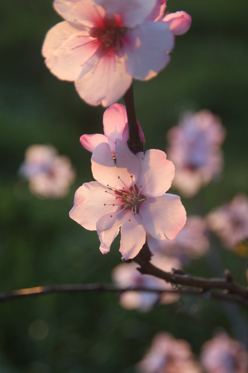 Peach blossoms 😊