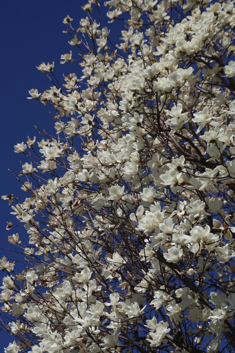 Yulan magnolia 😁