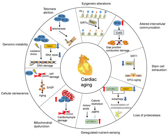 The Journal of Cardiovascular Aging tweet media