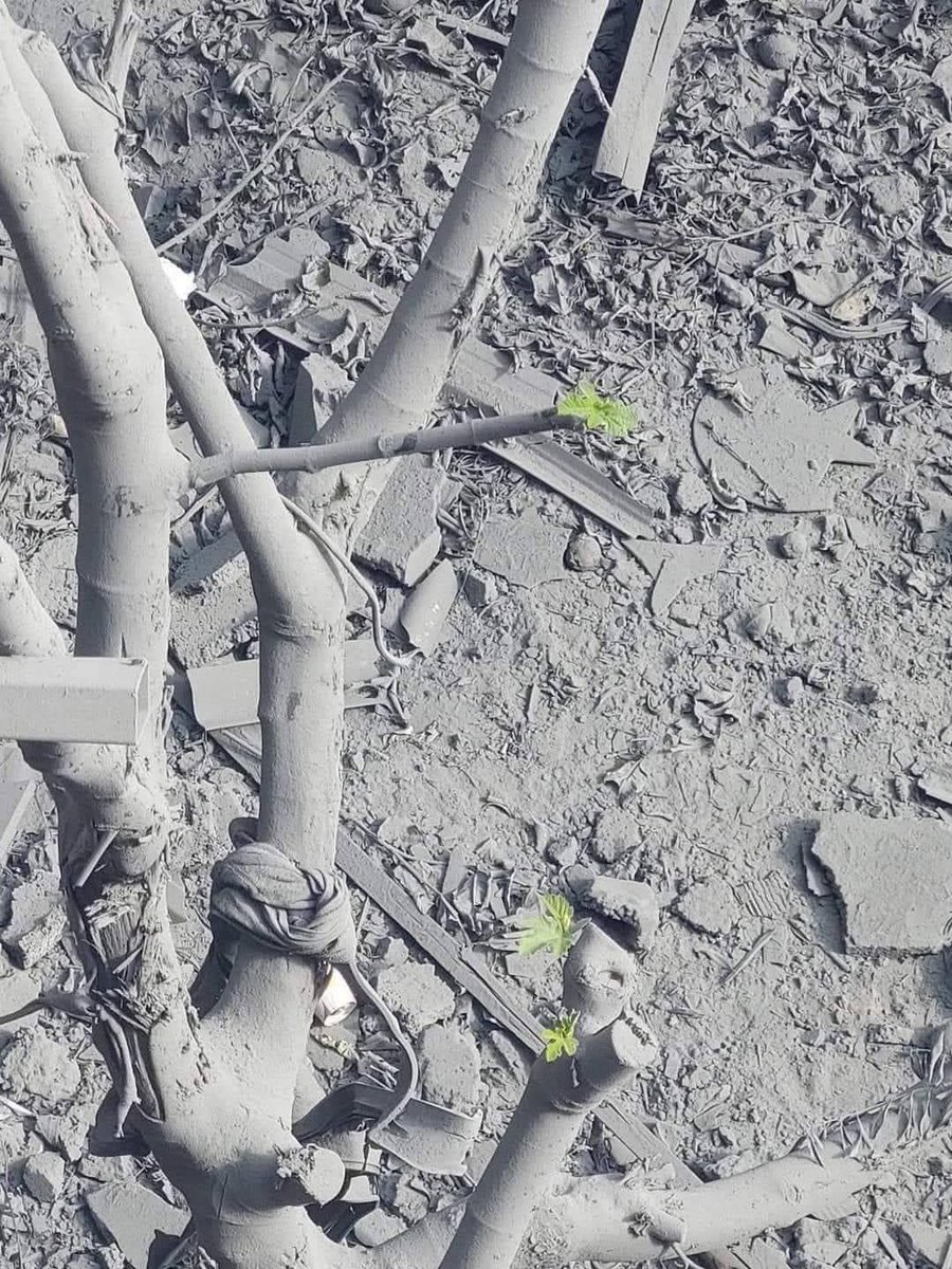 رغم قصفها وتدميرها إلا أنها أنبتت، وهكذا سيفعل الله بنا، سنُزهر من جديد، وستعود حياتنا أجمل، ثقوا بالله ولا تيأسوا !!