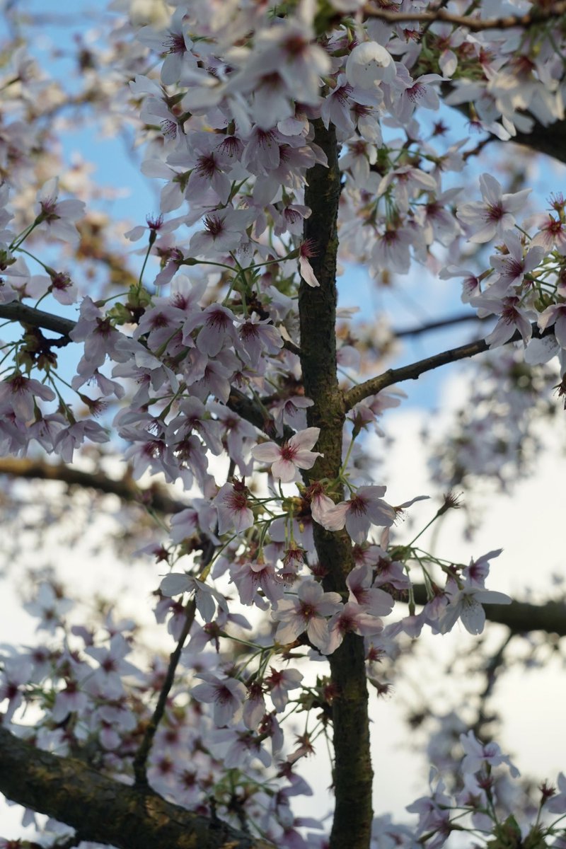 xshape_eth's tweet image. Gm ☀️