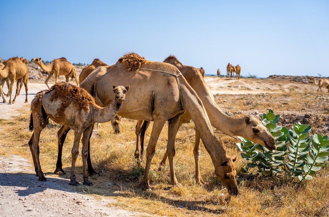 Did you know that Camels are an important part of Omani culture and history. In Oman,. Camels are also used as a means of transport in the desert areas of the country and are a symbol of endurance and resilience 🐪🐫 Photo credit to Philipp Rohner #camel #desert #almaamaritours