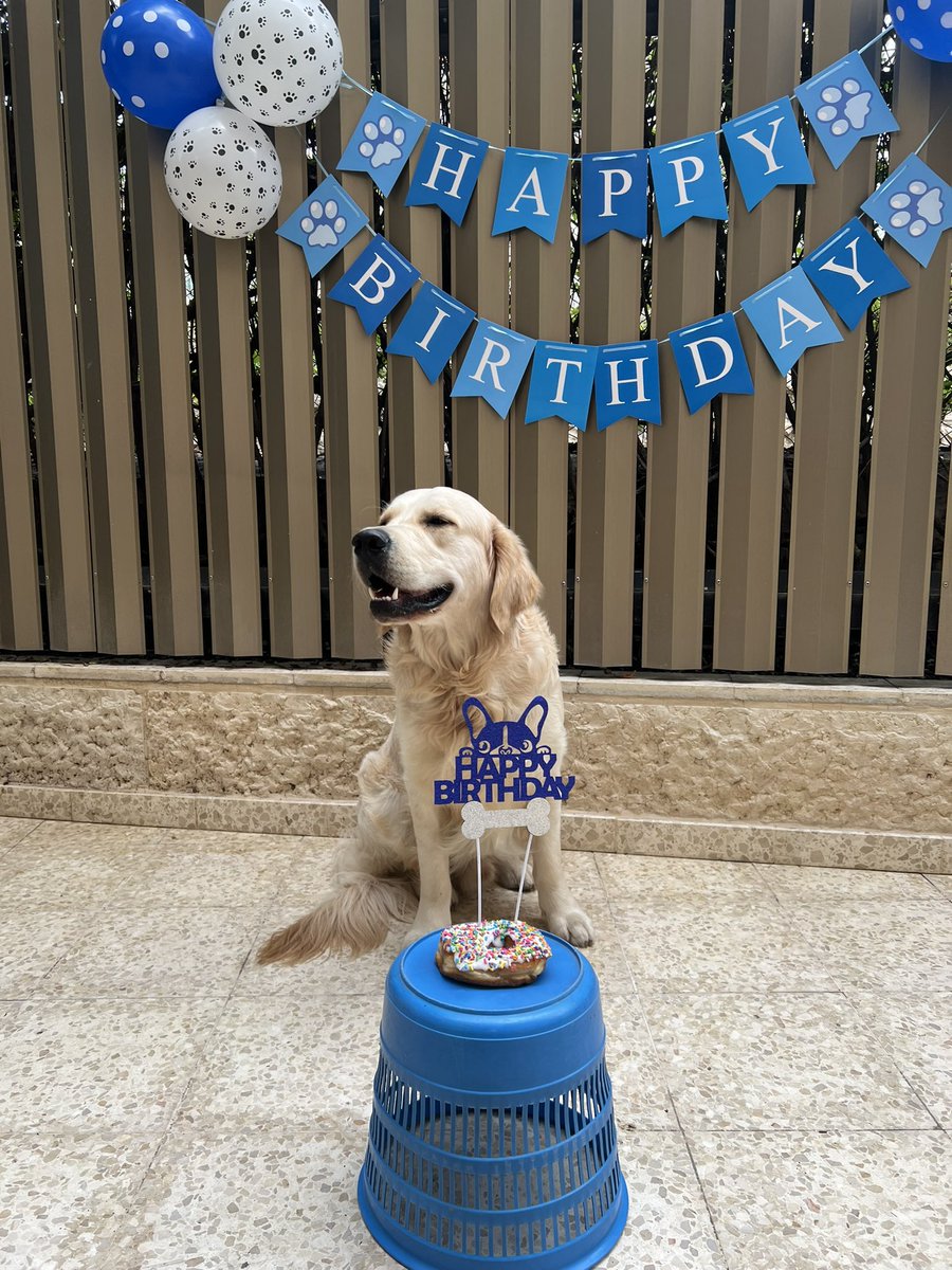 It’s #ThrowbackThursday and mom is posting my birthday pics from Feb 1 since she was Bad and didn’t post them. No treat for mom! 🐾💙Finn #dogsoftwitter #goldenretriever