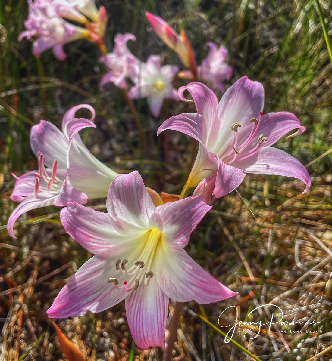 JennyPaPB's tweet photo. March lilies (Amaryllis belladonna) signals the end of summer in the Cape & together with shorter days & a slight chill in the air in the evenings means autumn’s here & winter’s coming
#seasons #summersover #naturesclock #nature #naturespeaks #circleoflife #fynbos #SouthAfrica https://t.co/wdCFyoxAse