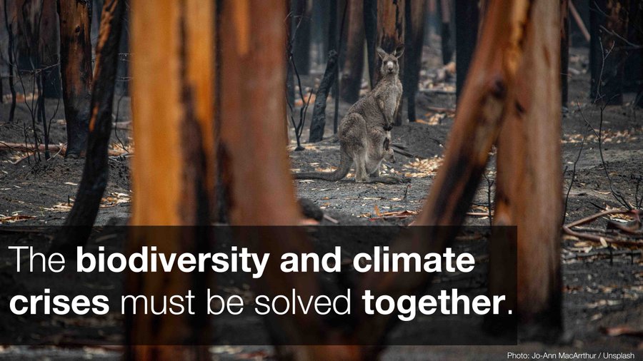 The climate and biodiversity emergencies amplify each other so must be solved together. Along with deep emissions cuts, #NaturebasedSolutions have a critical role in solving the #climate and biodiversity crisis. via @IUCN