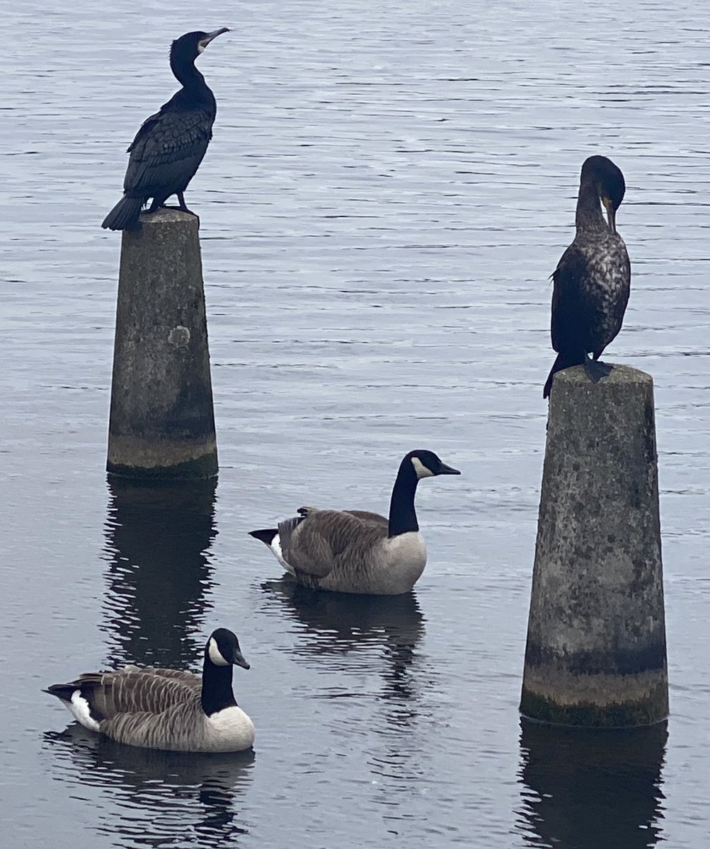 Cormorants ‘posted’ for duty #Cardiff