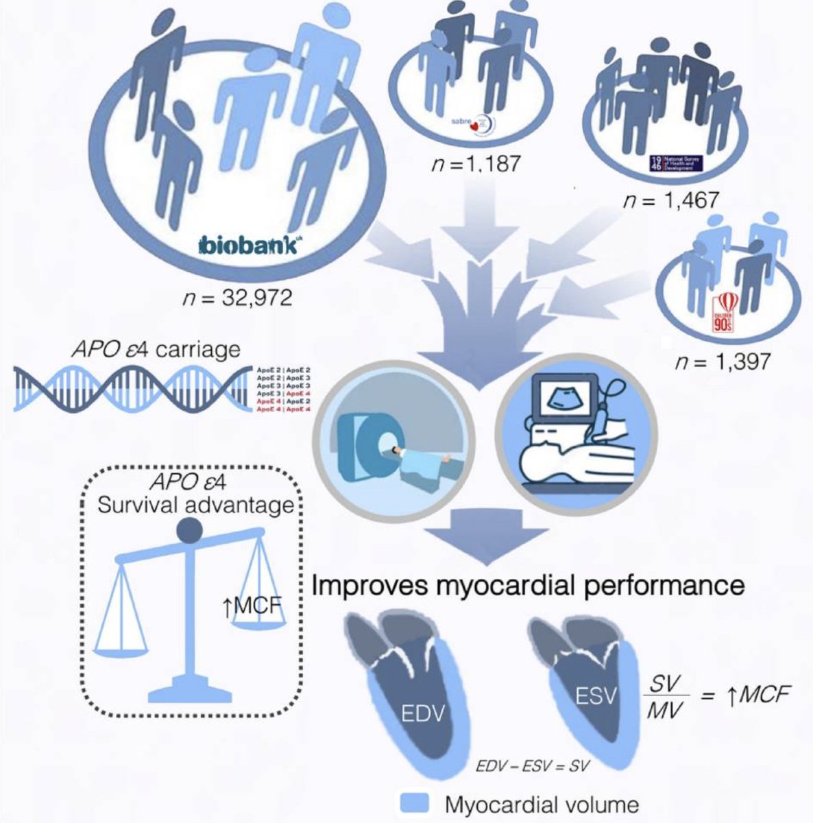 📢So it's not all bad news for Apo-E... #whyCMR #echofirst in 37,000 people find better myocardial performance in APOE ε4 carriers‼️ ...little wonder this ancestral allele has persisted in human populations😌 @CTopriceanu @DrDeclanORegan @MRCLHA tinyurl.com/32z5xxyc