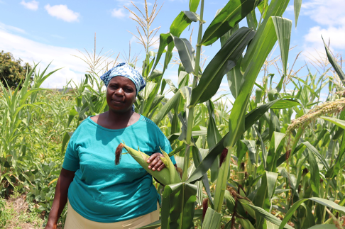 Meet Fungai Musanhu, a resilient farmer from Buhera district under @TakundaRFSA, whose unwavering determination and innovative farming techniques have resulted in a remarkable harvest, even in the face of a challenging dry spell. Read More👉 bit.ly/4adnauC @UsaidZimbabwe