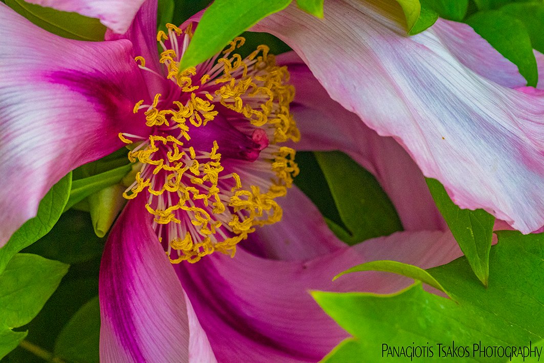 Partial shielding

#flowers #flower #petal #petals #nature #beautiful #love #pretty #plants #blossom #sopretty #spring #summer #flowerlovers #flowerporn #botanical #floral #florals #flowermagic #bloom #blooms #floweroftheday #photo #photograph #photography #tbt #photooftheday