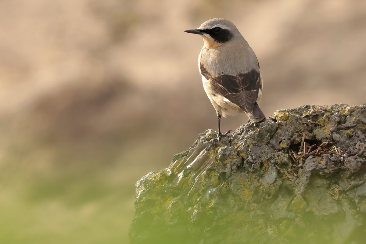 Wheatear #pembreyharbour