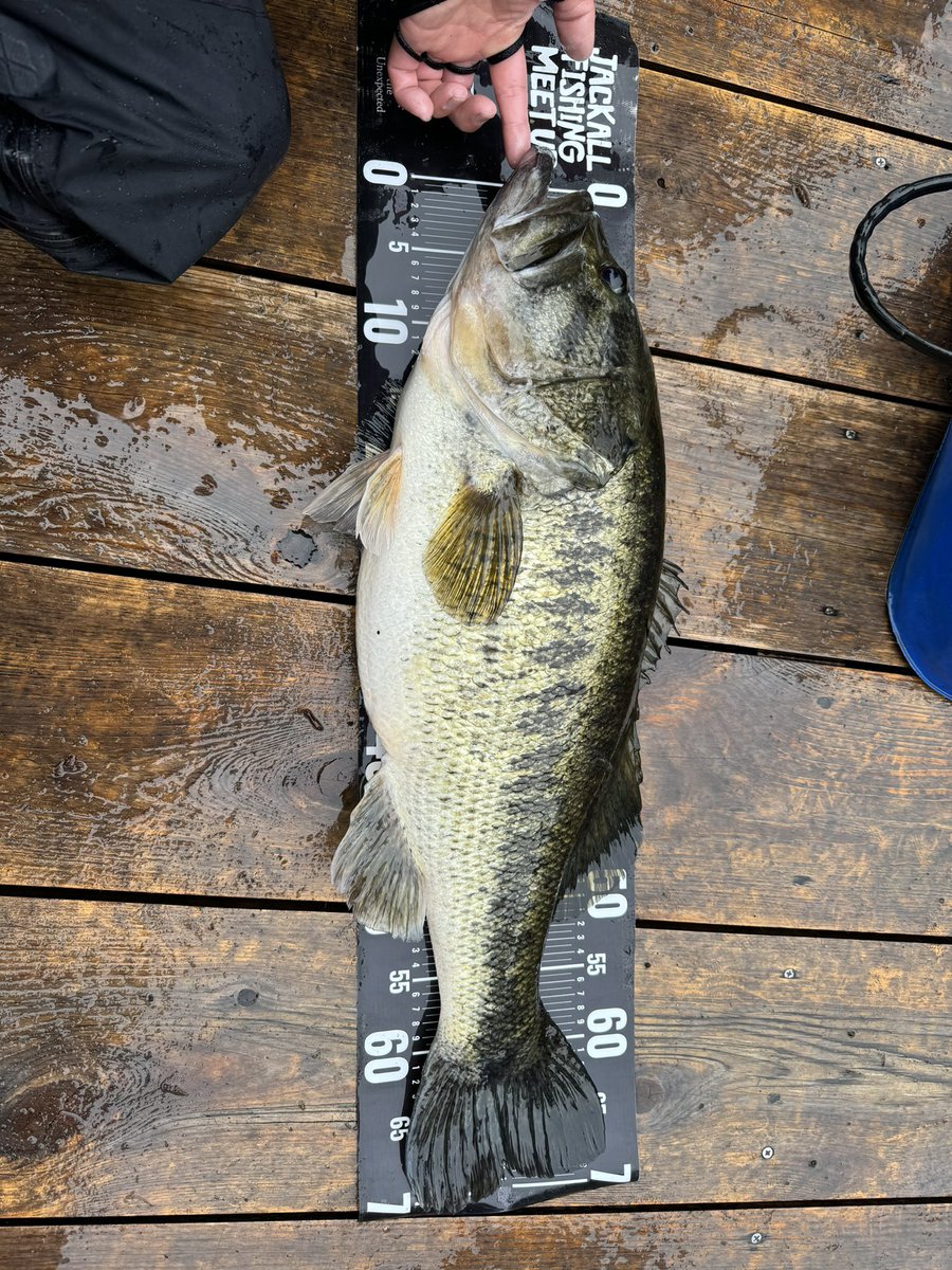 wwwjbnbcjp's tweet photo. 藤田夏輝選手のこのモンスターは5445gのナナマルモンスターでした。1匹の重量ではJB公式最高ウエイトと思われます。 https://t.co/plOc4nz4MI