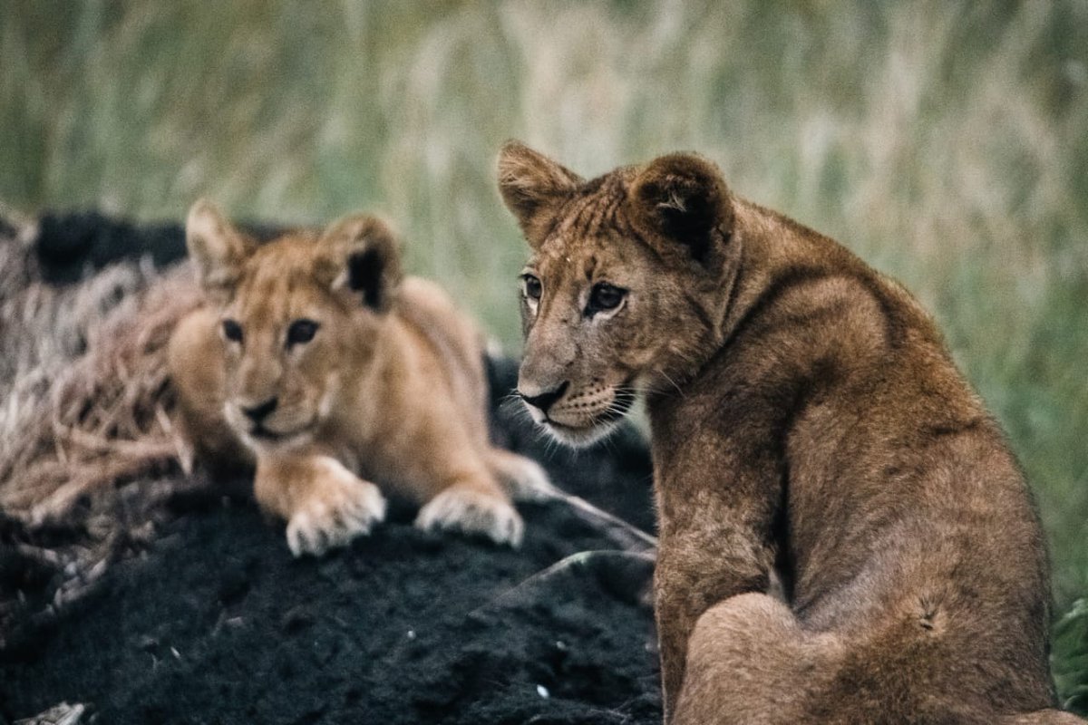 While male lions often get all the credit, it's the lionesses that do most of the work. They hunt, take care of the cubs, and defend their territory. True Queens of the jungle. Book your Easter with us on 0789390350. @TourismBoardUg @ExploreUganda @ugwildlife #KnowYourPark