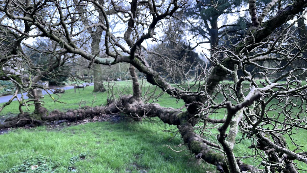 Black mulberry at Gunnersbury Park.