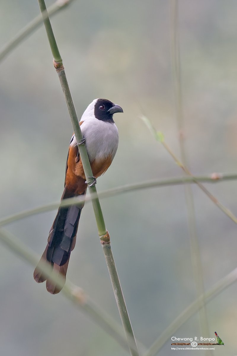 Collared Treepie (Dendrocitta frontalis) Namdhpa NP , Arunachal 13th March 24 One of the most beautiful and rare Treepie's #allindiabirdingtours #sikkimbirdingtours #collaredtreepie #TwitterNatureCommunity #IndiAves #birds #BirdWatcher #birdphotography