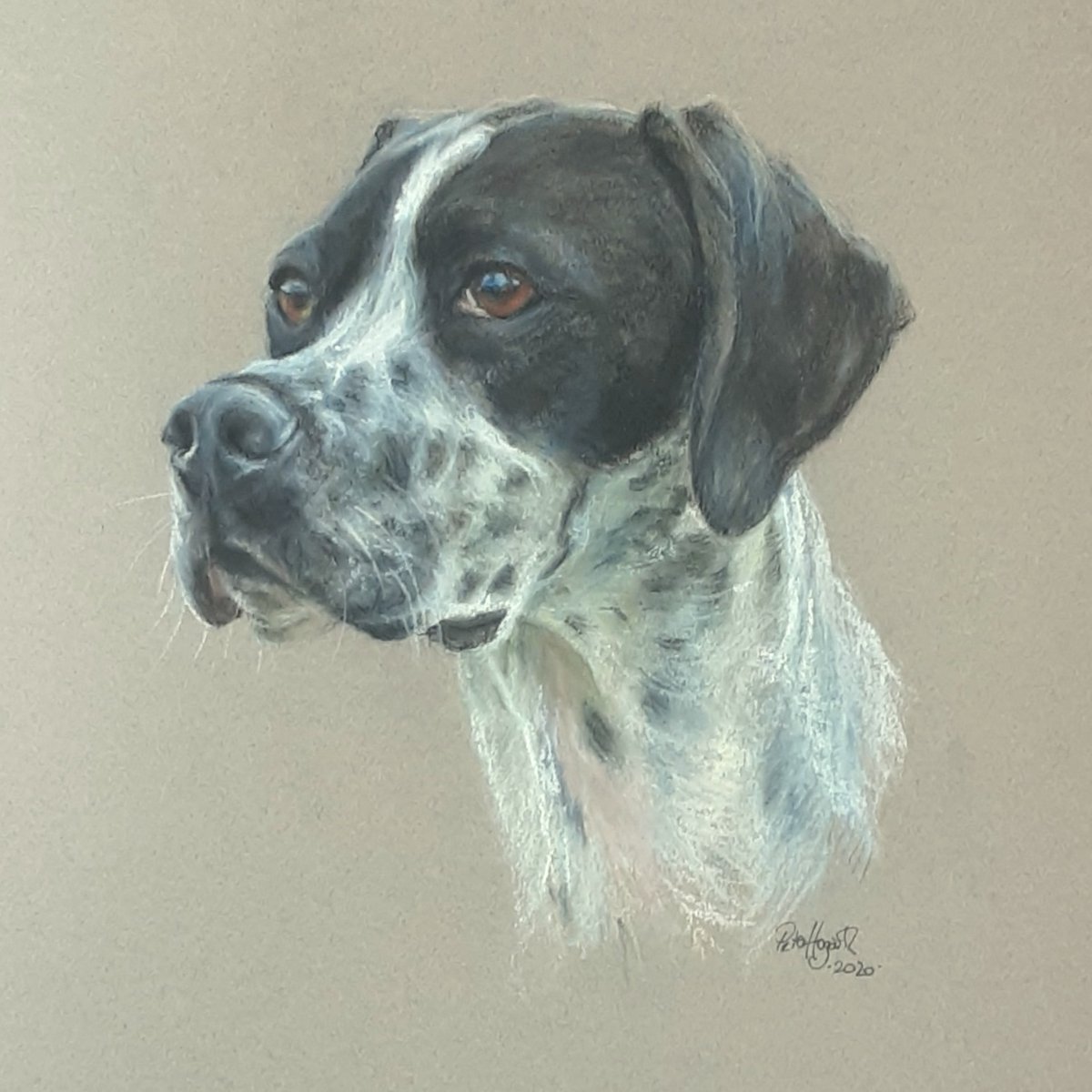 A portrait of an English Pointer to greet you today.  I painted this noble looking chap in 2020 as an exhibition piece.  -soft pastels on Canson Mi Teintes paper 😊.