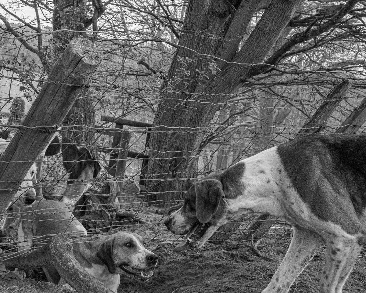 #trailhunting #houndsports #followhounds #houndproud #foxhound #fujifilm