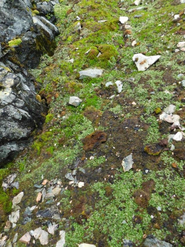 Ukrainian scientists discovered a plant species 🌱 that had not been found here before. It is Marchantia berteroana - a  liverwort species, quite thermophilic. Now it was fixed at Darbu and But islands near Vernadsky. This is another proof of climate change effects at Antarctica