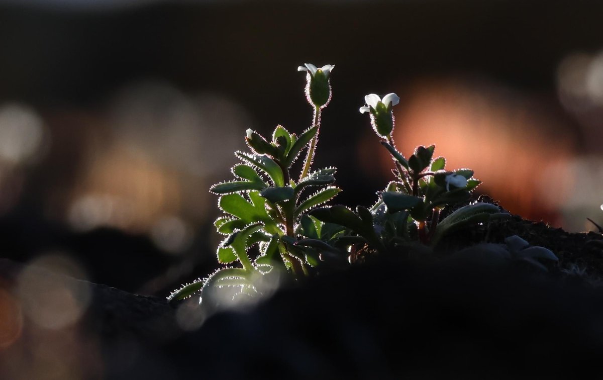 Lill Dunne (@lill_dunne) on Twitter photo Rue-leaved Saxifrage. <a href="/WebsWild/">WildWebsWednesday</a> <a href="/wildflower_hour/">wildflowerhour</a> <a href="/BiodCon_ie/">Ireland's National Biodiversity Conference</a> <a href="/nore_vision/">Nore Vision (Nore River Catchment Trust)</a> #wildflowers Rue-leaved Saxifrage. <a href="/WebsWild/">WildWebsWednesday</a> <a href="/wildflower_hour/">wildflowerhour</a> <a href="/BiodCon_ie/">Ireland's National Biodiversity Conference</a> <a href="/nore_vision/">Nore Vision (Nore River Catchment Trust)</a> #wildflowers