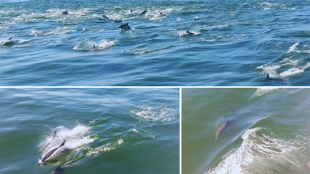 Common dolphins are social and often form groups called pods varying from only a few to hundreds.
These pods can be noisy communicating with clicks, whistles &amp; body language
Being carnivores they feed on fish &amp; squid &amp; locate prey using echolocation -a biological sonar system