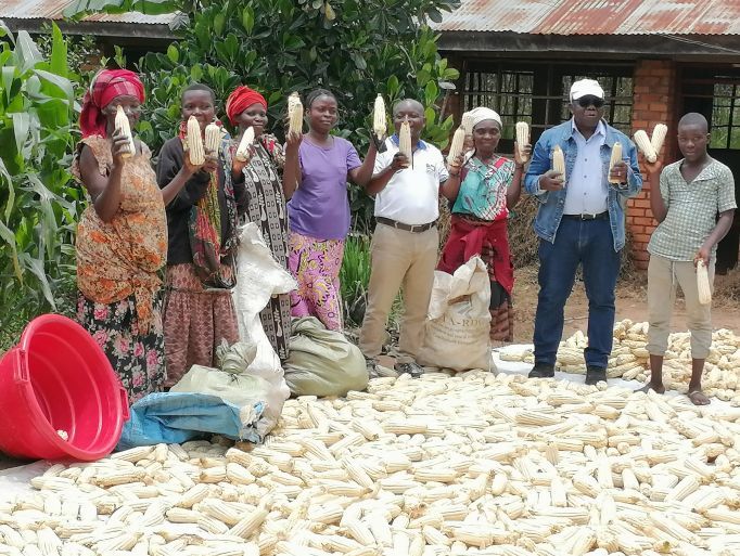 Exciting news for DR Congo! This year, local seed companies in Bukavu are starting production of a new drought-tolerant maize hybrid called 'WE5117'  This is a big step towards more resilient crops in the region.
buff.ly/4cBEJ9c 
#DRCongo #agriculture #foodsecurity