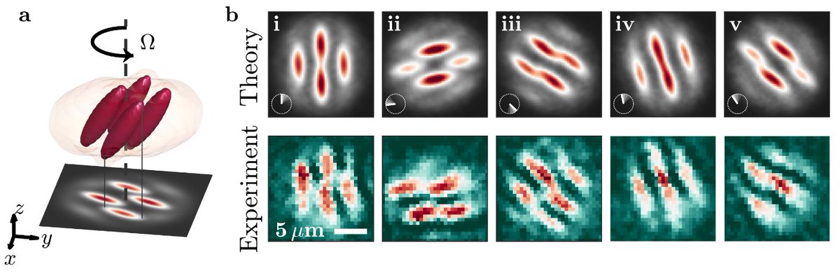 🚨Quantum tornadoes in supersolids!🚨 We create vortices in the dipolar supersolid state by rotating the magnetic field, and observe them either by projecting to the BEC state (see tinyurl.com/5ks4z9tz) or through time-of-flight measurements 🌪️⚛️🌪️⚛️ arxiv.org/abs/2403.18510