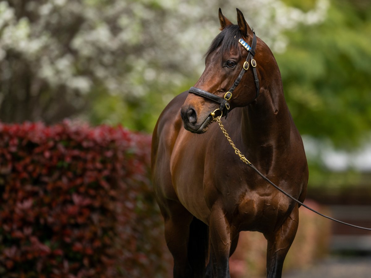 Darley in Europe tweet media