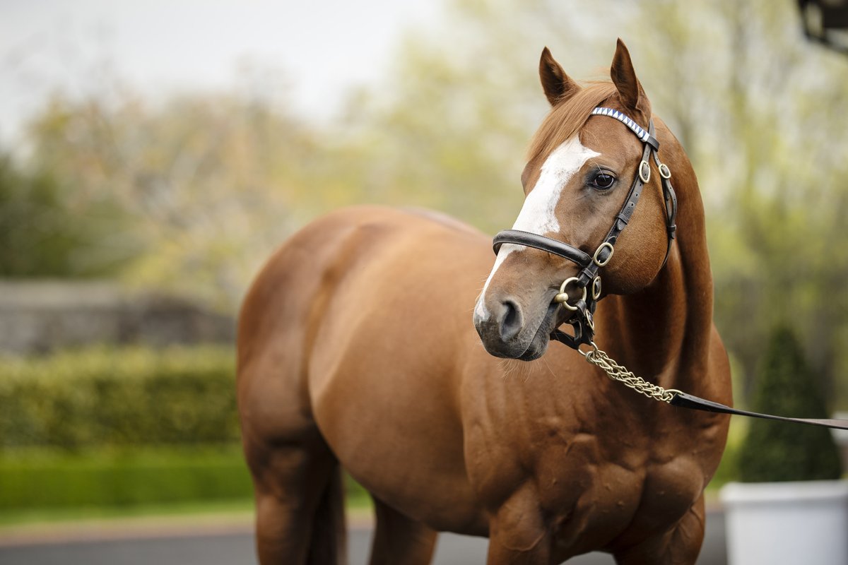 Darley in Europe tweet media