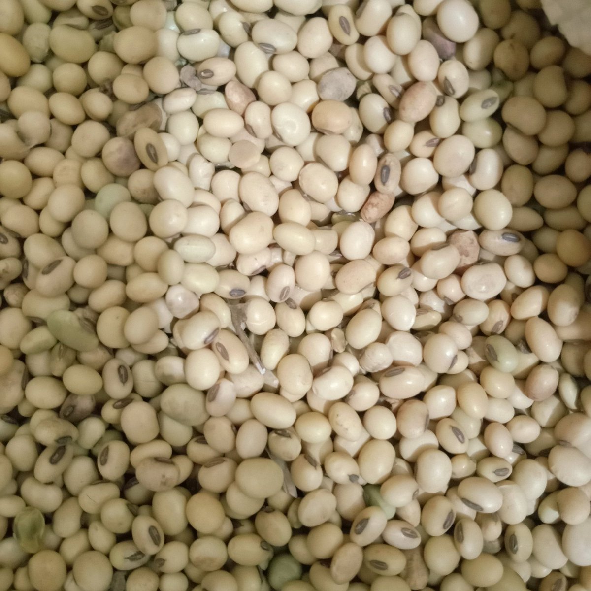 Muchira🪙 (@hmushira) on Twitter photo <a href="/mwendefrey/">Mwendefrey</a> I'm selling the following from Kitale
Beans- 6 bags
Soya beans- 5bags
Hay- 360bales <a href="/mwendefrey/">Mwendefrey</a> I'm selling the following from Kitale
Beans- 6 bags
Soya beans- 5bags
Hay- 360bales