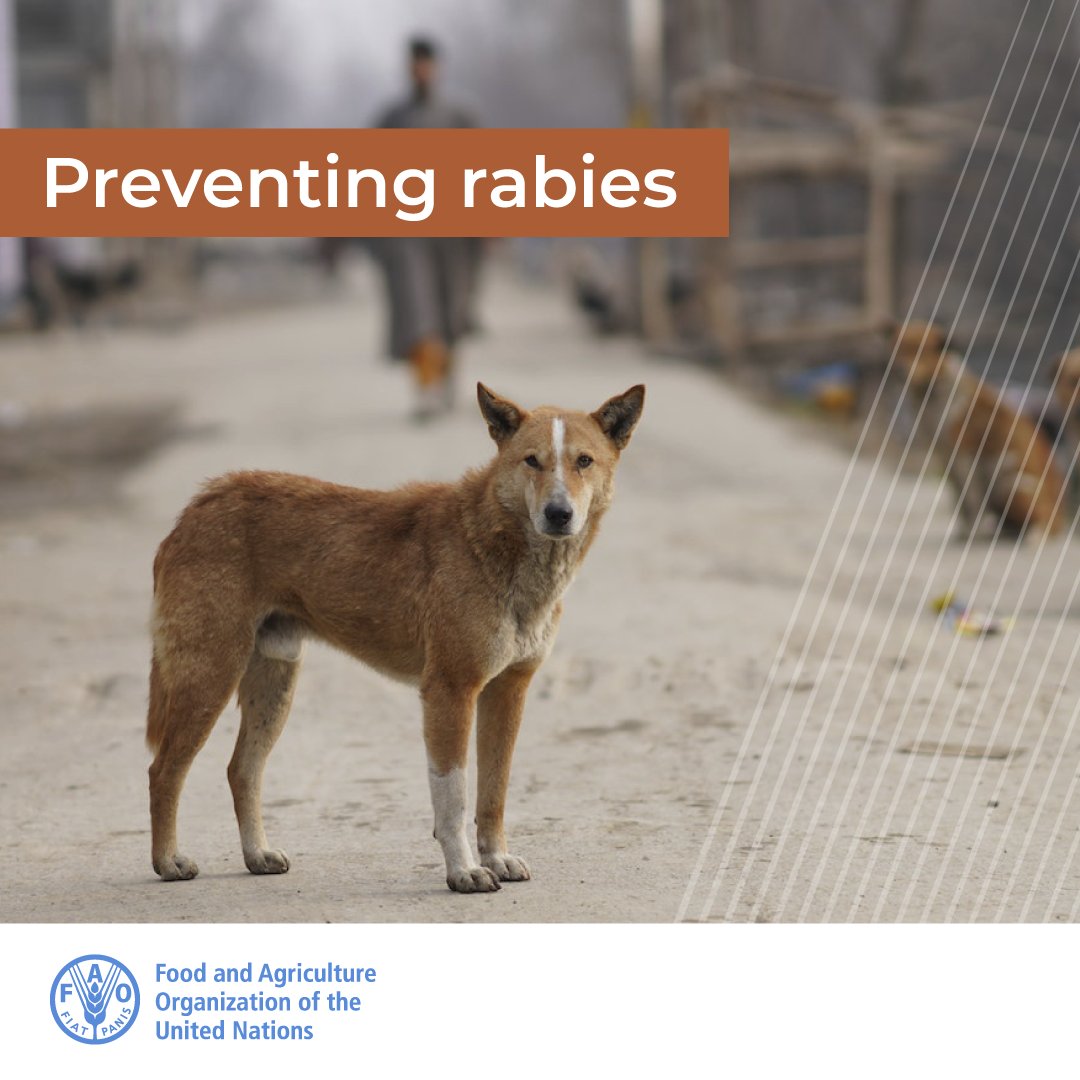 #Rabies has been prioritized by @FAO to strengthen surveillance in animals to protect both public and animal health. Learn more on the importance of effective surveillance of zoonoses 👉 royalsocietypublishing.org/doi/10.1098/rs…