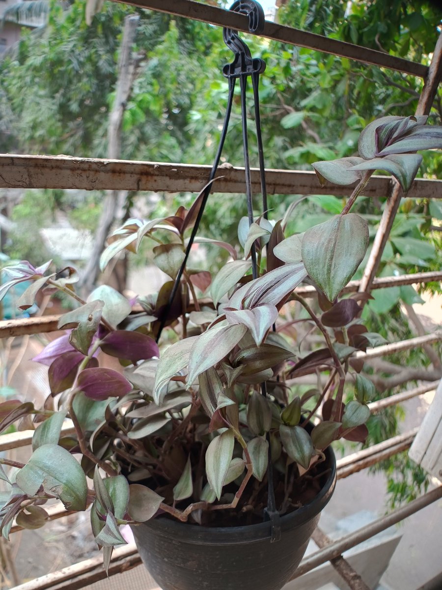 <a href="/seasonwatch_in/">SeasonWatch</a> <a href="/TeamFoldscope/">Foldscope</a> <a href="/PrakashLab/">PrakashLab</a> <a href="/foldscopeindia/">Foldscope Community India</a> <a href="/cete_tiss/">TISS-Centre of Excellence in Teacher Education</a> <a href="/SciComm_India/">SciCommIndia 🇮🇳</a> <a href="/ScicommHive/">ScicommHive</a> Now I needed to find out when do stomata open and close. All I knew was that for many plants they r open during day n close during night. I did some digging n found that along with time of d day, temperature, humidity levels, CO2 levels etc also play role

#scicomm #Science (3/n)