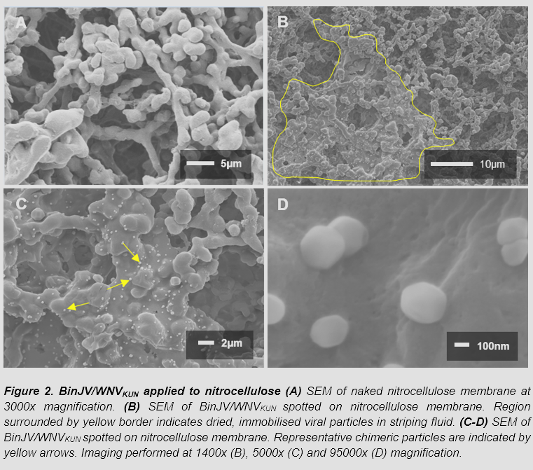 Happy to share our latest preprint, entitled 'Application of chimeric antigens to paper-based diagnostics for detection of West Nile virus infections of Crocodylus porosus – a novel animal test case'. biorxiv.org/cgi/content/sh… More great stuff coming from the Peters' Lab!