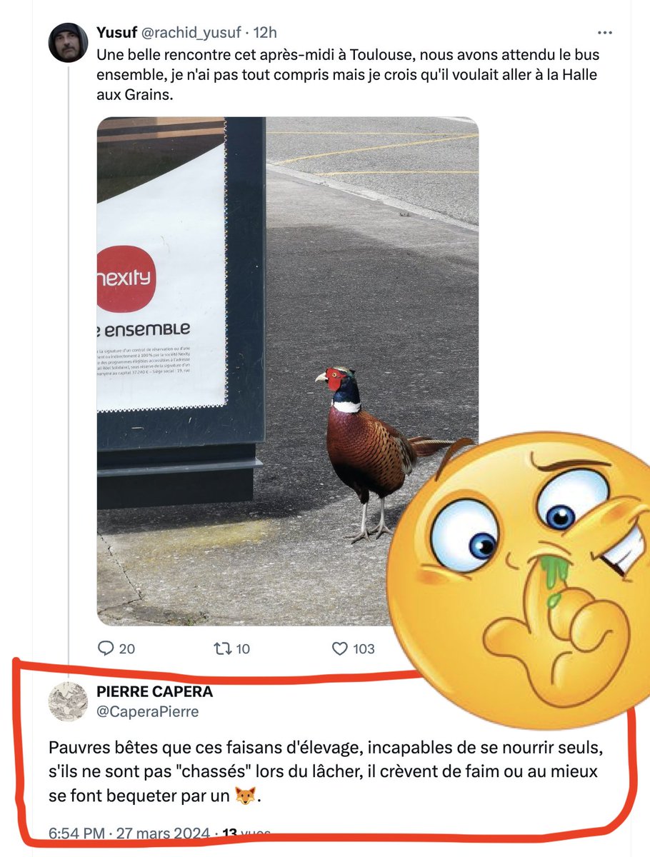 FrancAller_info's tweet photo. Le sachiais-tu, mon Zami ?
Le lâcher de cocottes, de #faisans d'#élevage pour la chasse, ça se fait... en saison de #chasse ☝️
Qui est terminée depuis février.

Donc, là, deux possibilités :

🔹soit c'est en effet un faisan d'élevage... qui a parfaitement survécu depuis l'hiver, et qui s'apprête à contribuer à la reproduction naturelle de l'espèce 💪

🔹soit c'est un faisan bien sauvage, qui manifeste simplement le comportement souvent aventureux et intrépide de ces coqs lors de la saison des amours, quand il s'agit de repousser ses rivaux et de conquérir les jolies poulettes ☺️

Jusqu'à se retrouver parfois dans des endroits... inattendus 🤷‍♂️

(mais bon, le faisan, qu'il soit  sauvage ou d'élevage, faut avouer que c'est quand même assez c*** aussi, comme genre de piaf)

#Chasse #Chasseurs
#IlsSachentNousChassons
#Chassepartage

* Ah, au fait: que tu le vois pas s'envoler est tout à fait habituel chez le faisan sauvage, hein. Le faisan fait partie des espèces qui piètent : leur premier réflexe n'est très souvent pas de prendre la fuite en s'envolant.
Tout comme la perdrix ou encore la bécasse des bois.
Tu as déjà vu beaucoup de bécasses des bois d'élevage, mon Zami ? 😏