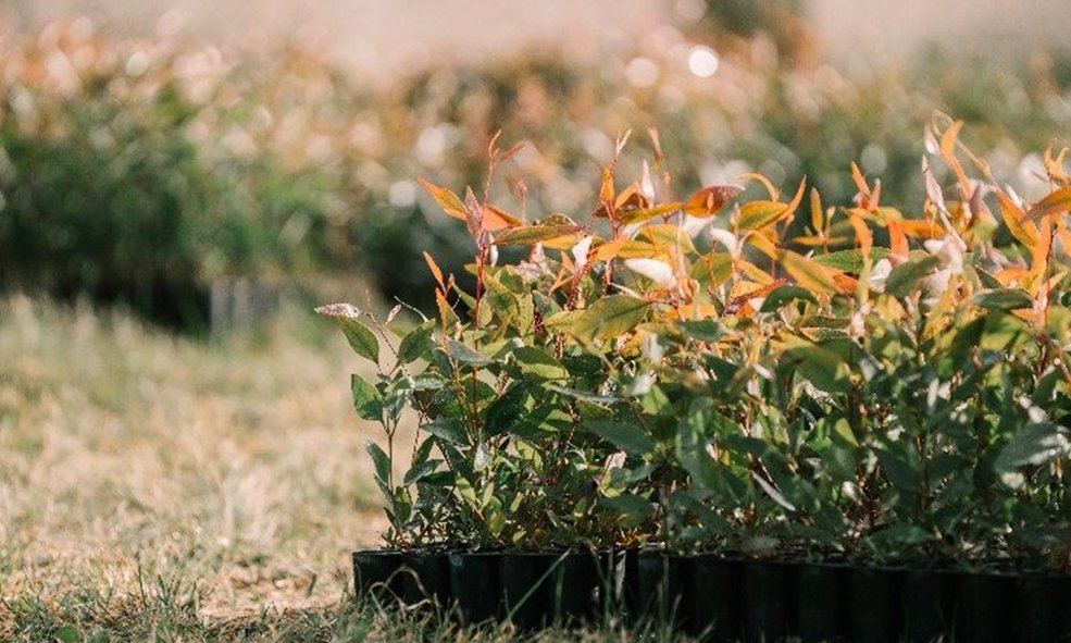 🗞 Our March bulletin is here! 🗞 
Jump in to read our take on the latest carbon market scrutiny and learn all about offset reporting, carbon farming project taxation, FullCAM and permanence periods! bit.ly/CFFMarch24